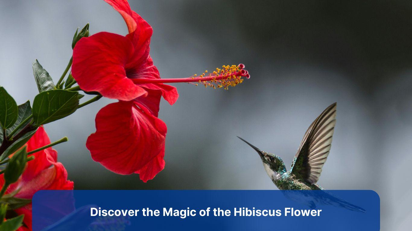 Discover the Magic of the Hibiscus Flower: Health Benefits, Uses, and Fun Facts